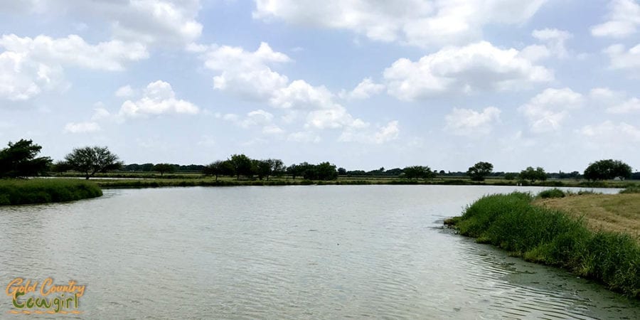 blue sky with puffy clouds over lake