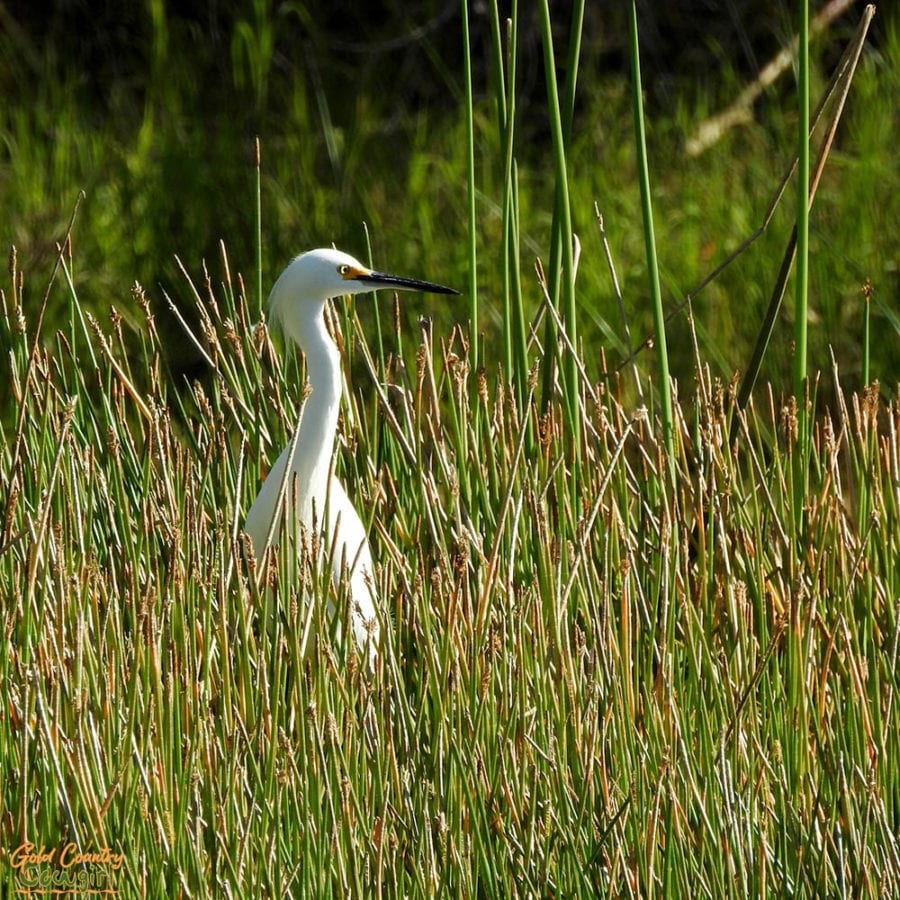 snowy egret in reeds