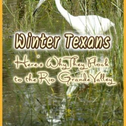 Winter Texans title graphic v