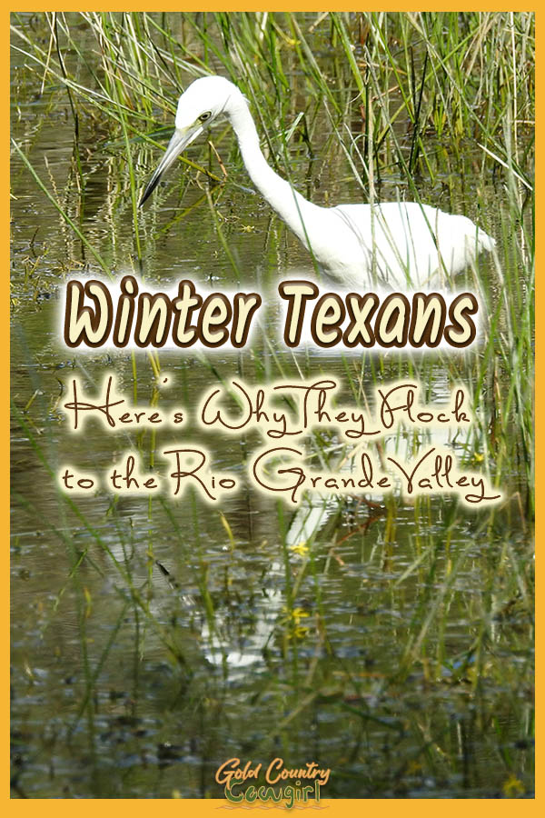 an egret hunting in the water with text overlay: Winter Texans Here's why they flock to the Rio Grande Valley