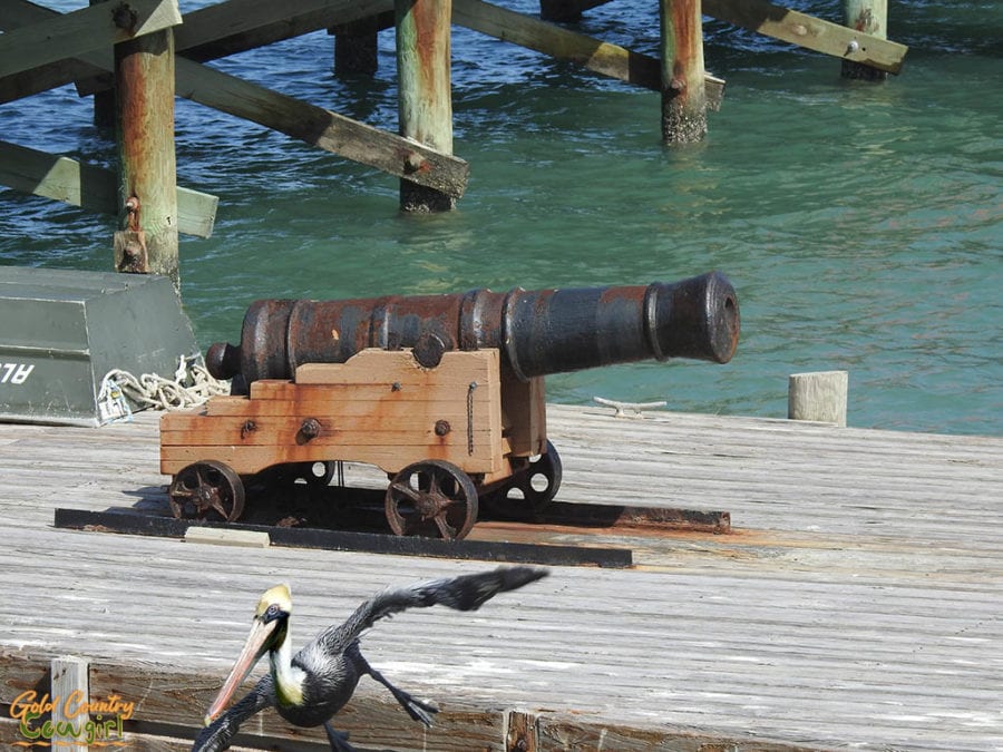 canon with pelican flying in foreground