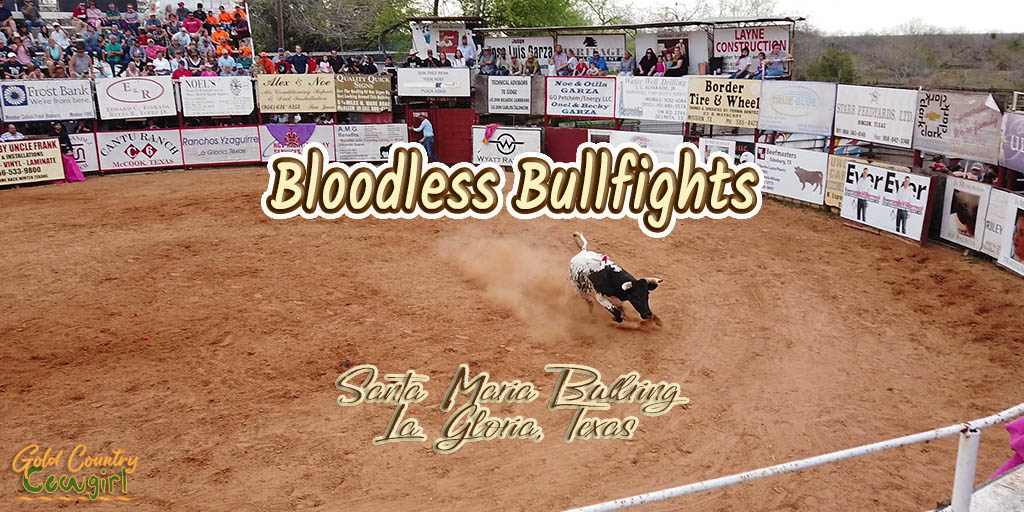 bull in arena with text overlay: Bloodless Bullfights, Santa Maria Bullring, La Gloria, Texas