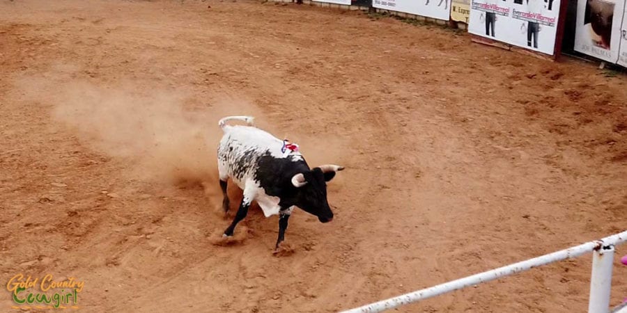 black and white bull charging across the arena during the bloodless bullfights in Texas
