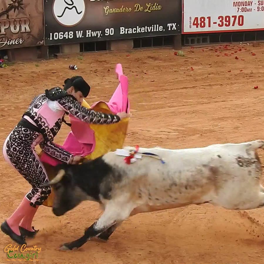 male bullfigter being rammed by bull during bloodless bullfight in Texas