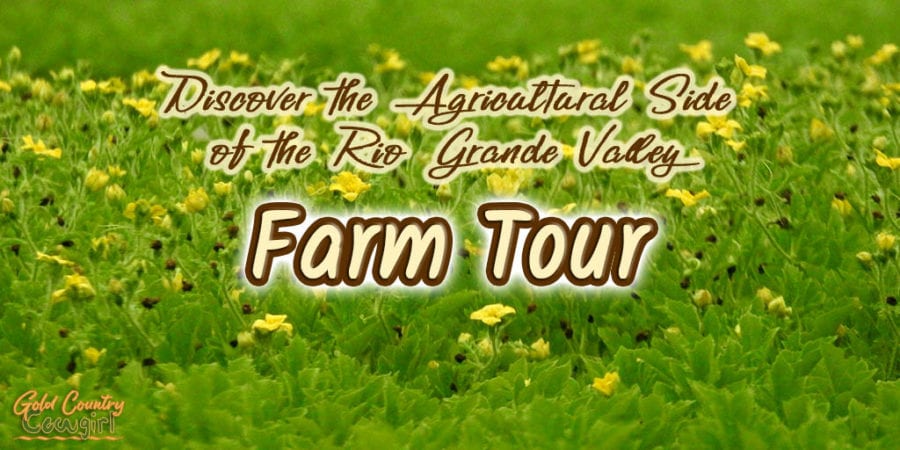 green foliage with yellow flowers and text overlay: Discover the agricultural side of the Rio Grande Valley Farm Tour