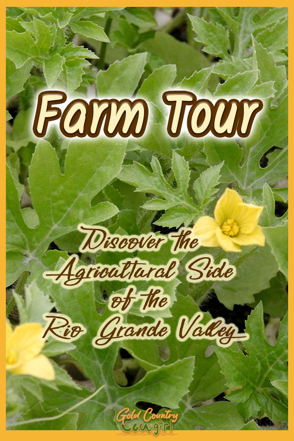 green foliage with a yellow flower and text overlay: Farm Tour Discover the agricultural side of the Rio Grande Valley