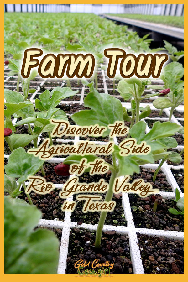trays of seedlings in a greenhouse with text overlay: Farm Tour Discover the agricultural side of the Rio Grande Valley