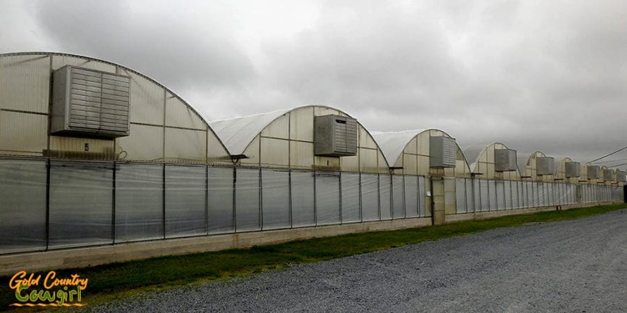 row of greenhouses seen on the Rio Grande Valley Farm Tour