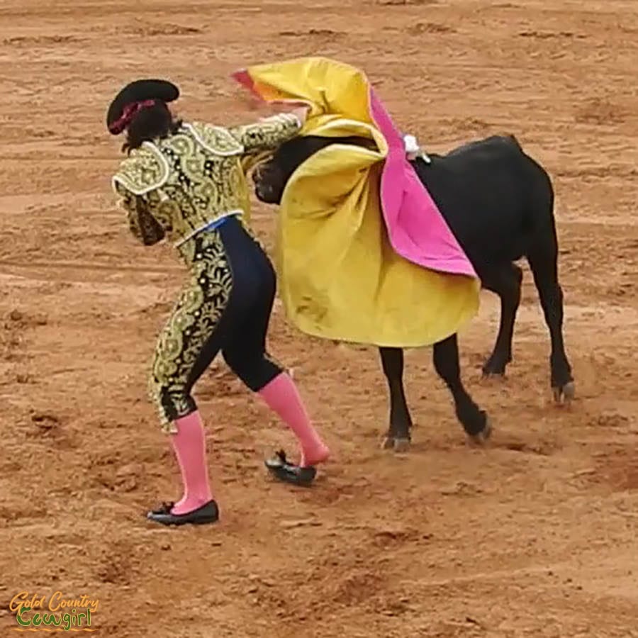 female bullfighter facing bull with cape over horns during bloodless bullfight in Texas
