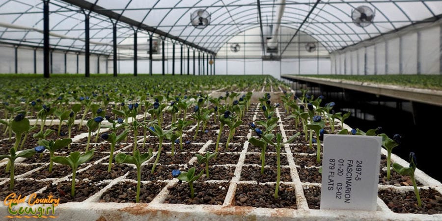 trays of seedling in a greenhouse