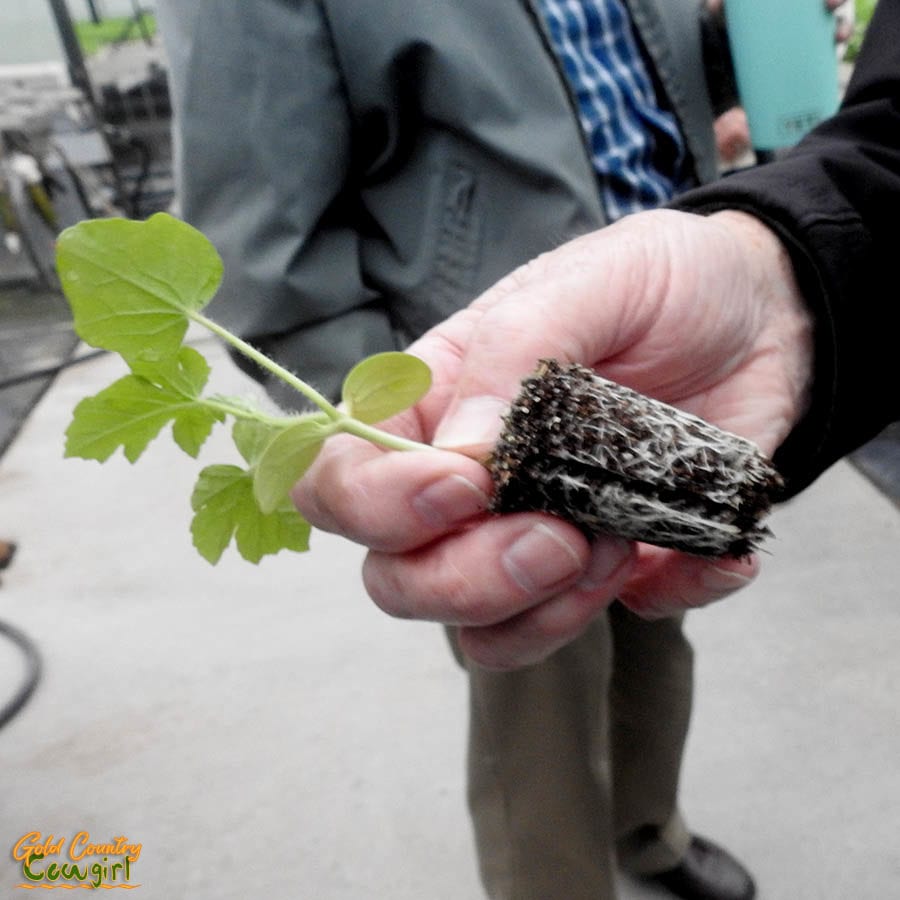 hand holding a seedling showing root system