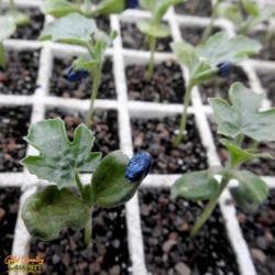 Watermelon seedlings blue