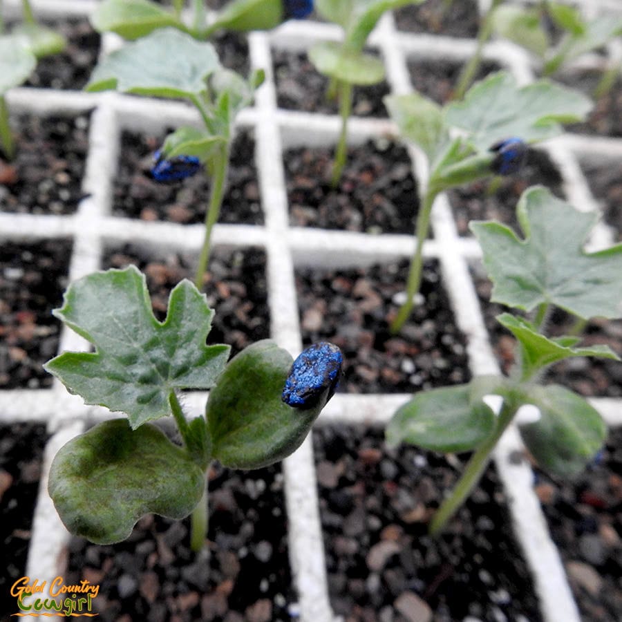 watermelon seedlings