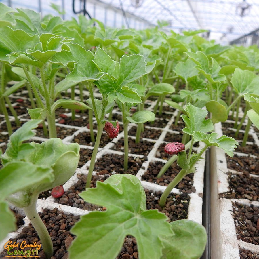 watermelon seedlings