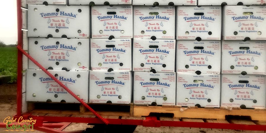 packed boxes at Tommy Hanka farm - second stop on our Rio Grande Valley farm tour