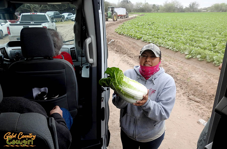 female farm worker holding up napa cabbage