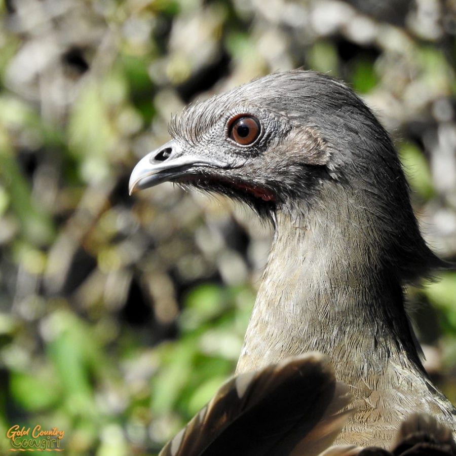 close up of common chachalaca