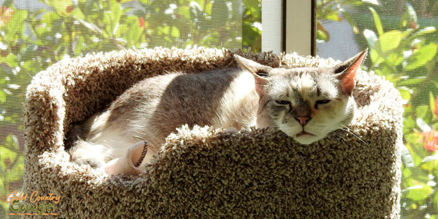 cat in cat tree