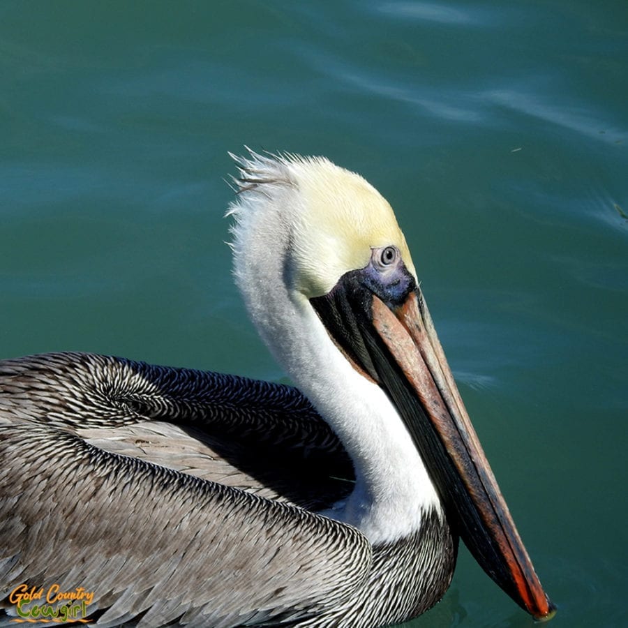 brown pelican