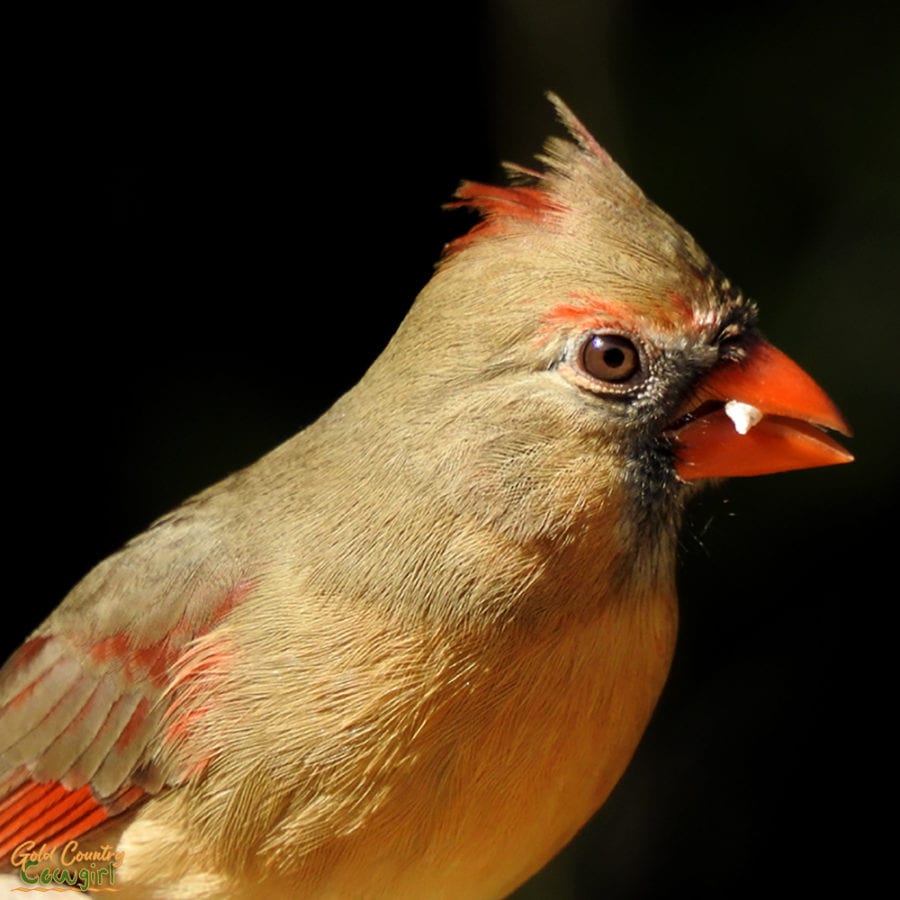 closeup of female cardinal