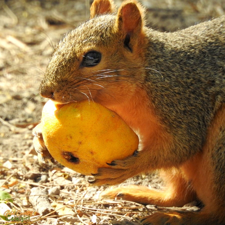 closeup of fox squirrel with orange half