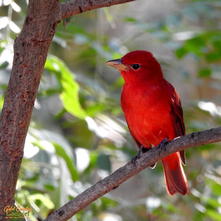 summer tanager