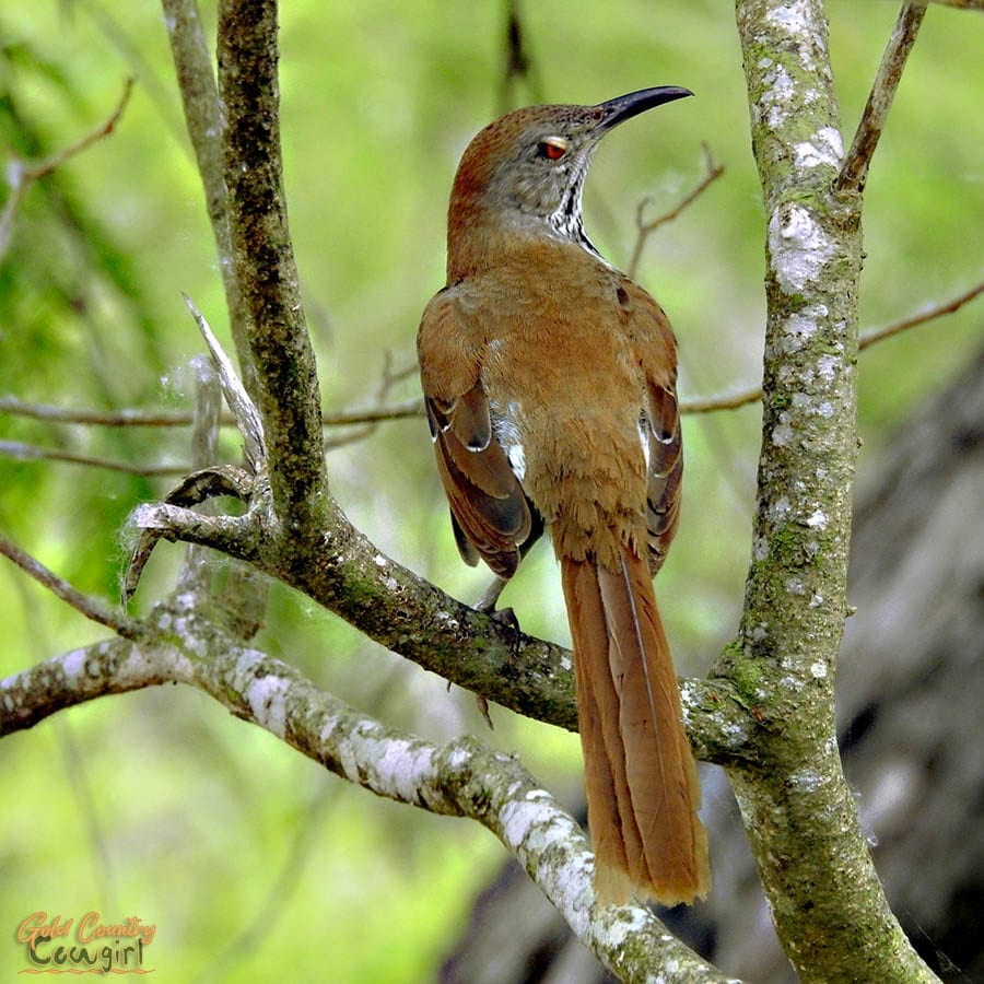 bird (thrasher) in a tree