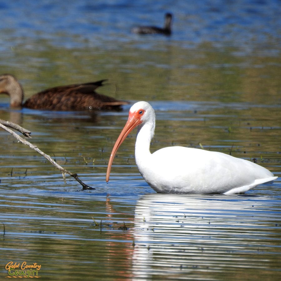 white ibis in pond