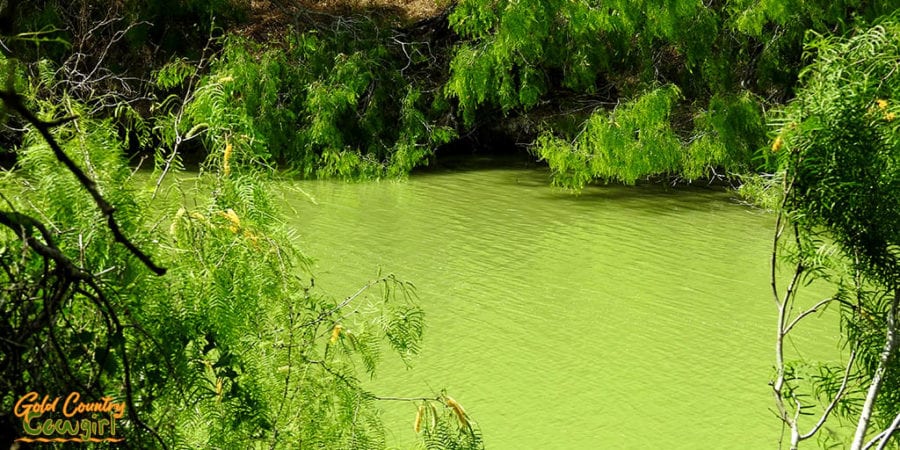 Edinburg Scenic Wetlands and World Birding Center