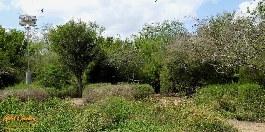 Edinburg Scenic Wetlands and World Birding Center butterfly garden