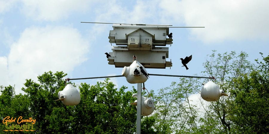 Edinburg Scenic Wetlands purple martin condo