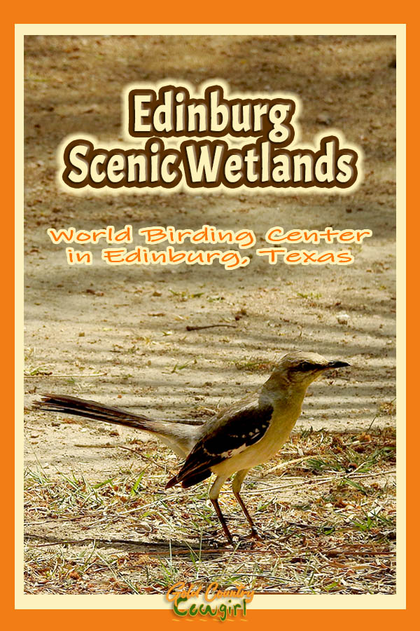 bird on the ground with text overlay: Edinburg Scenic Wetlands World Birding Center in Edinburg, Texas