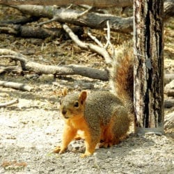 squirrel 2