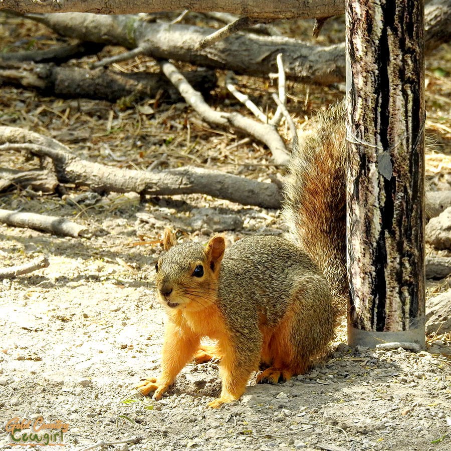 fox squirrel at Bentsen-Rio Grande Valley State Park
