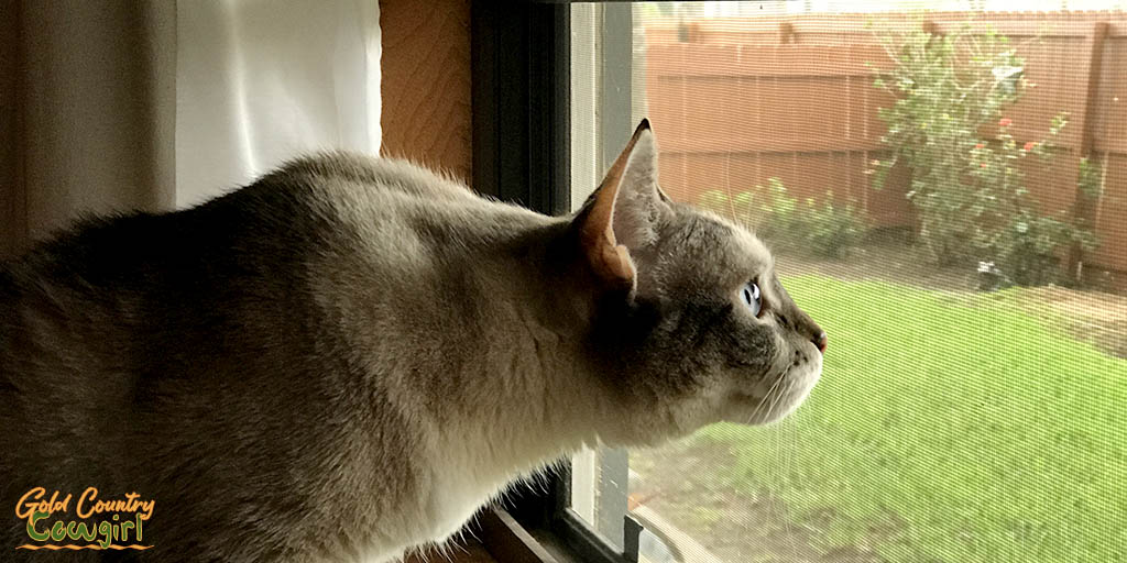 excited cat looking out window
