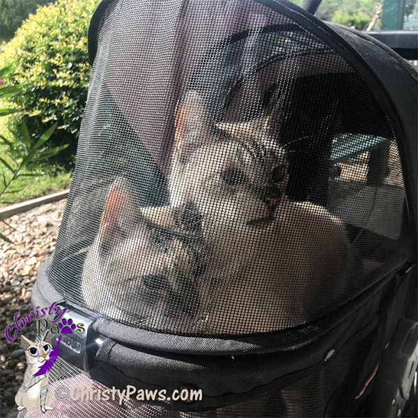 Two cats in a stroller