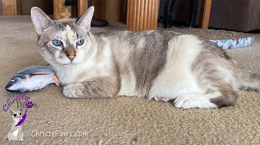 Blue-eyed cat laying in floor with fish toy