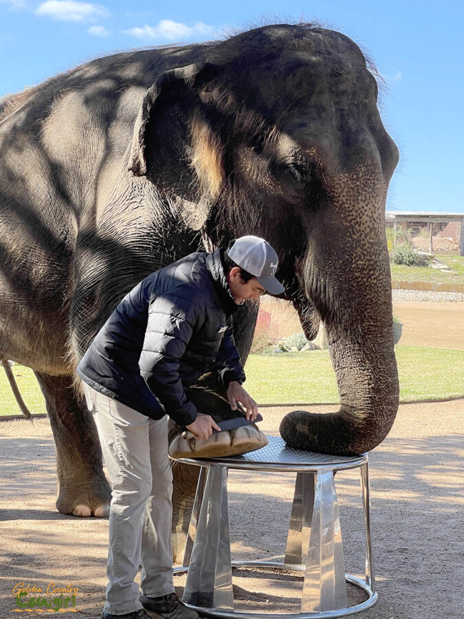 filing the toenails of an Asian elephant