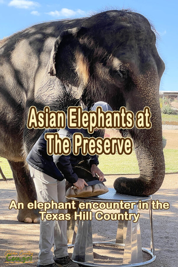 man filing an elephants toenails with text overlay: Asian Elephants at The Preserve An elephant encounter in the Texas Hill Country