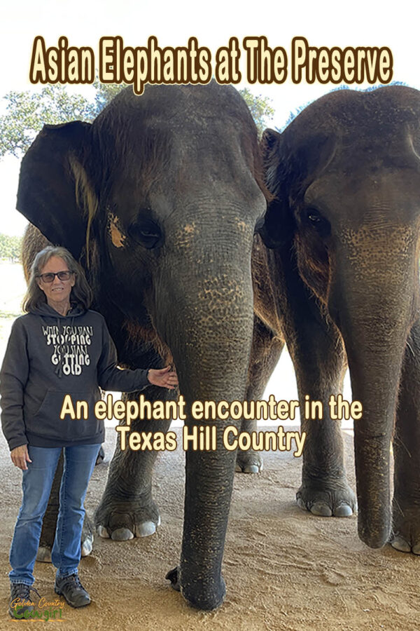 a woman standing with two Asian elephants with text overlay: Asian Elephants at The Preserve An elephant encounter in the Texas Hill Country
