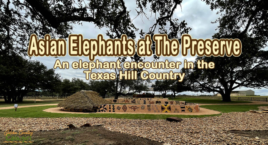 grounds of The Preserve with text overlay: Asian Elephants at The Preserve An elephant encounter in the Texas Hill Country