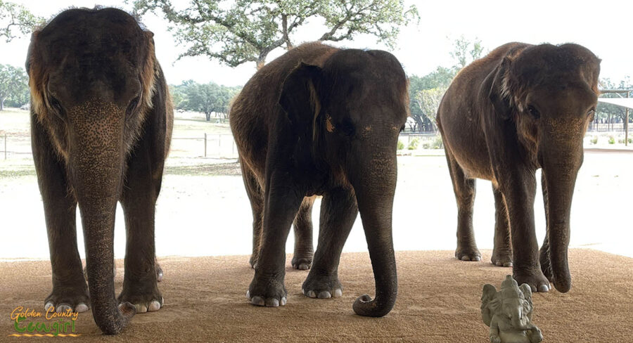the three Asian elephants of The Preserve
