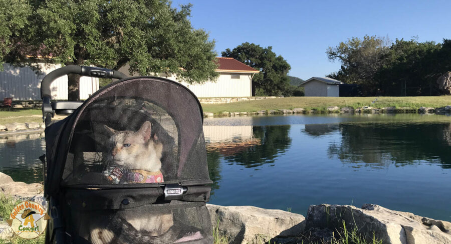 two cats in a stroller in front of the pond at Lost Maples Winery