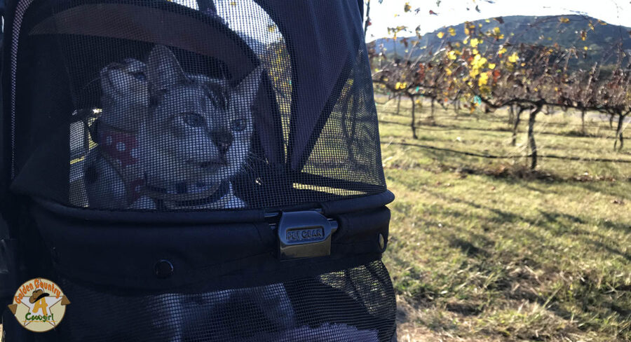 two cats in a stroller in front of grapevines at Lost Maples Winery