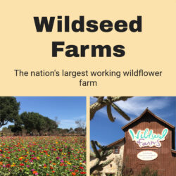 Wildseed-Farms V2