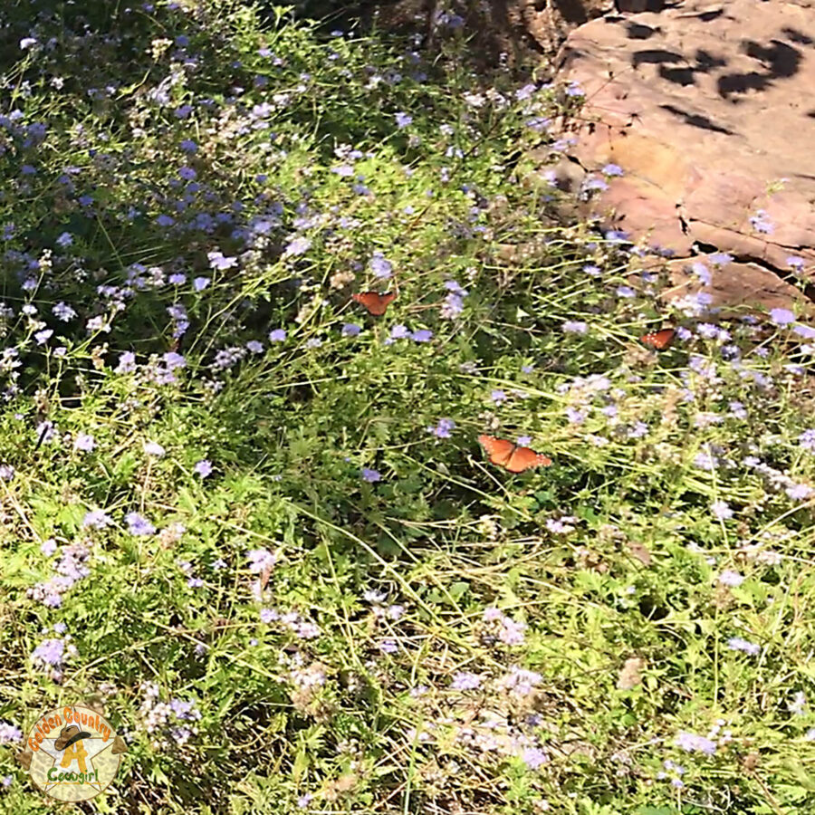 Monarch butterflies in garden at Wildseed Farms