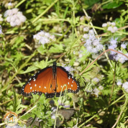 Wildseed Farms monarch