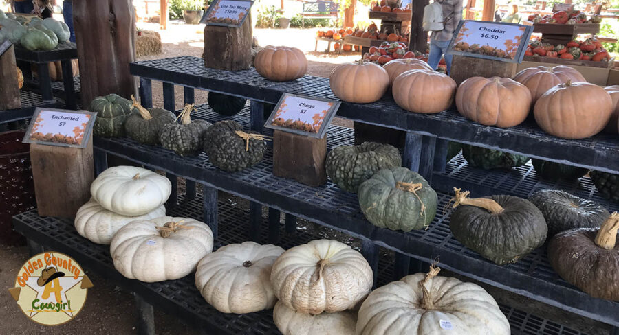 squash display at Wildseed Farms