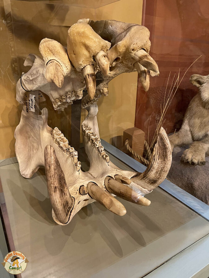 hippopatamus skull in the Hall of Horns in the Buckhorn Saloon Museum