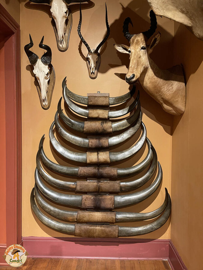 exhibit in the Hall of Horns in the Buckhorn Saloon Museum